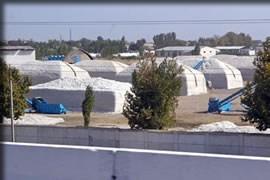 ウズベキスタンの綿花収穫