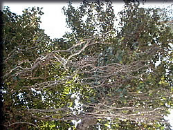 バニヤン樹