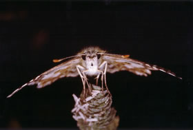 蛾の写真