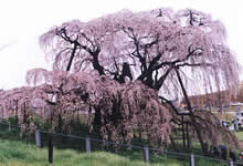 滝桜in三春町