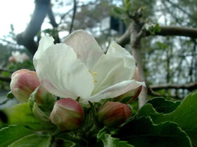 ニュートンの林檎の木に咲いた花