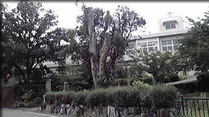 香川母校のユーカリの木