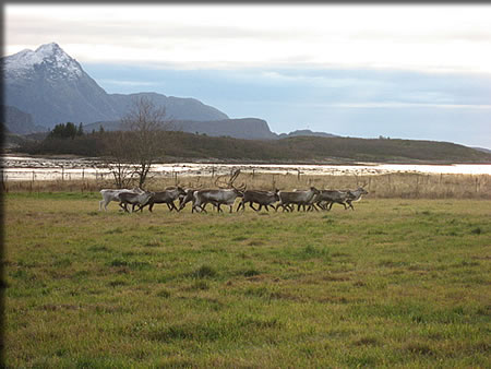 North Norway, deers