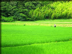 会津盆地の穀倉地帯
