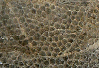 古珊瑚の化石
