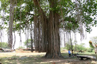 ベンガル菩提樹